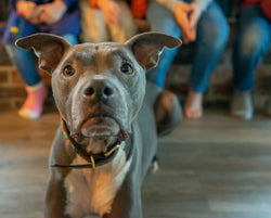 Nutricanine.ca review by Stephanie