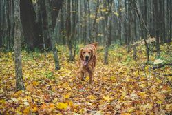 Nutricanine.ca review by Tiffany
