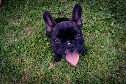 Nutricanine.ca review by Mary