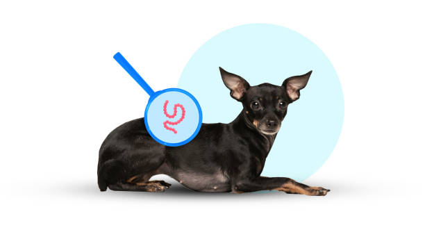 Prebiotics, Probiotics and Postbiotics: Natural Ways to Support Your Dog’s Digestive Health