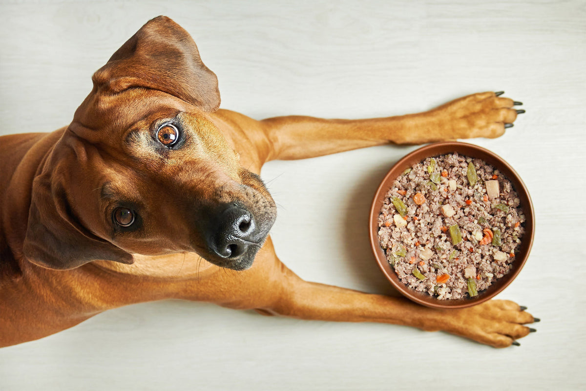 A brown dog lying on the floor looks up with a tilted head beside a bowl of fresh, gently cooked dog food filled with visible meat and vegetables.
