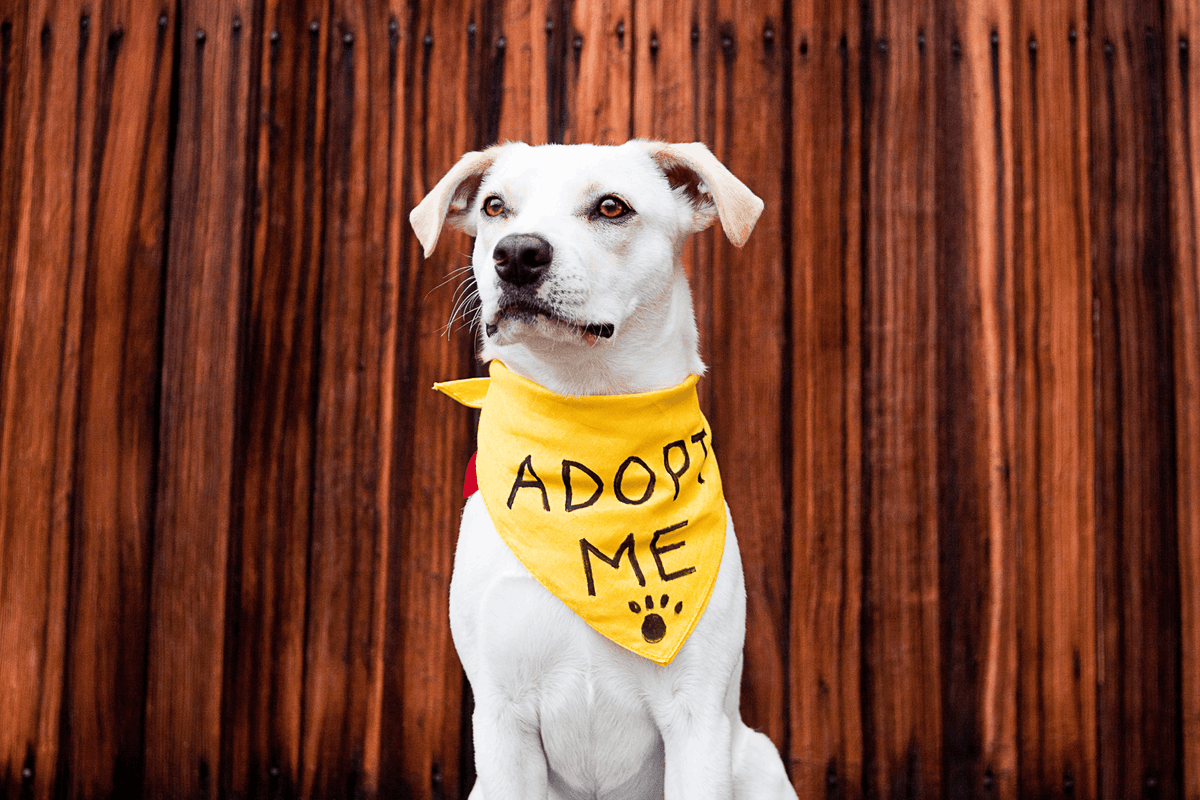 A white dog with a yellow bandana reading "Adopt Me" sits against a wooden background. The dog looks attentive, evoking a hopeful and friendly tone.