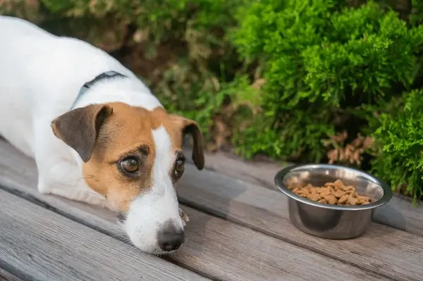  A Jack Russell Terrier lying on a wooden deck with its chin on the ground, looking away from a stainless steel bowl of dry dog food, illustrating poor appetite or food refusal