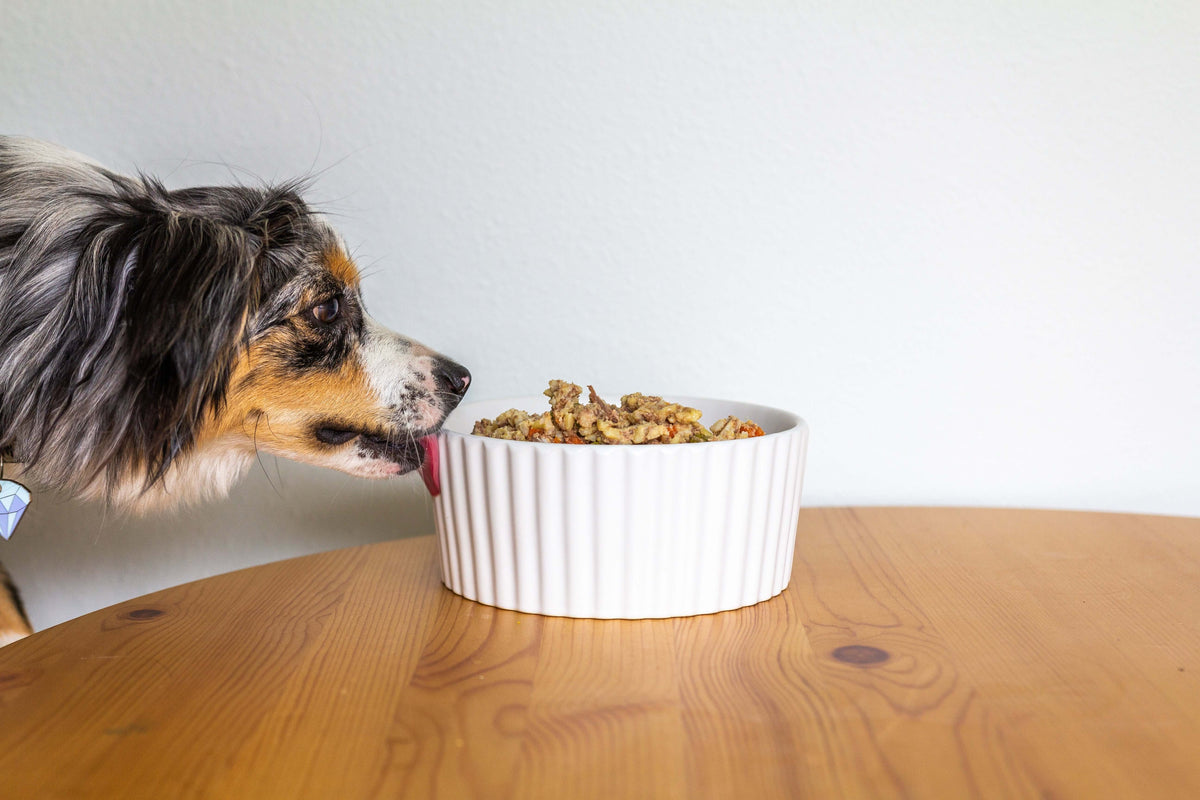 A tricolour Australian Shepherd dog licking fresh cooked food from a white ridged ceramic bowl on a wooden table, representing a healthy and balanced canine diet.