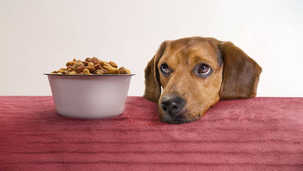 A brown dog looks longingly at a bowl of kibble on a red tablecloth. The dog's head rests on the table, conveying a sense of yearning and hope.