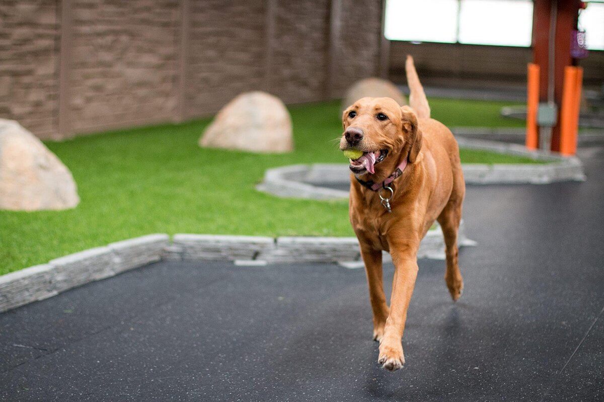 A happy brown dog walks indoors on a black floor, carrying a green ball in its mouth. The area has artificial grass, rocks, and an inviting atmosphere.