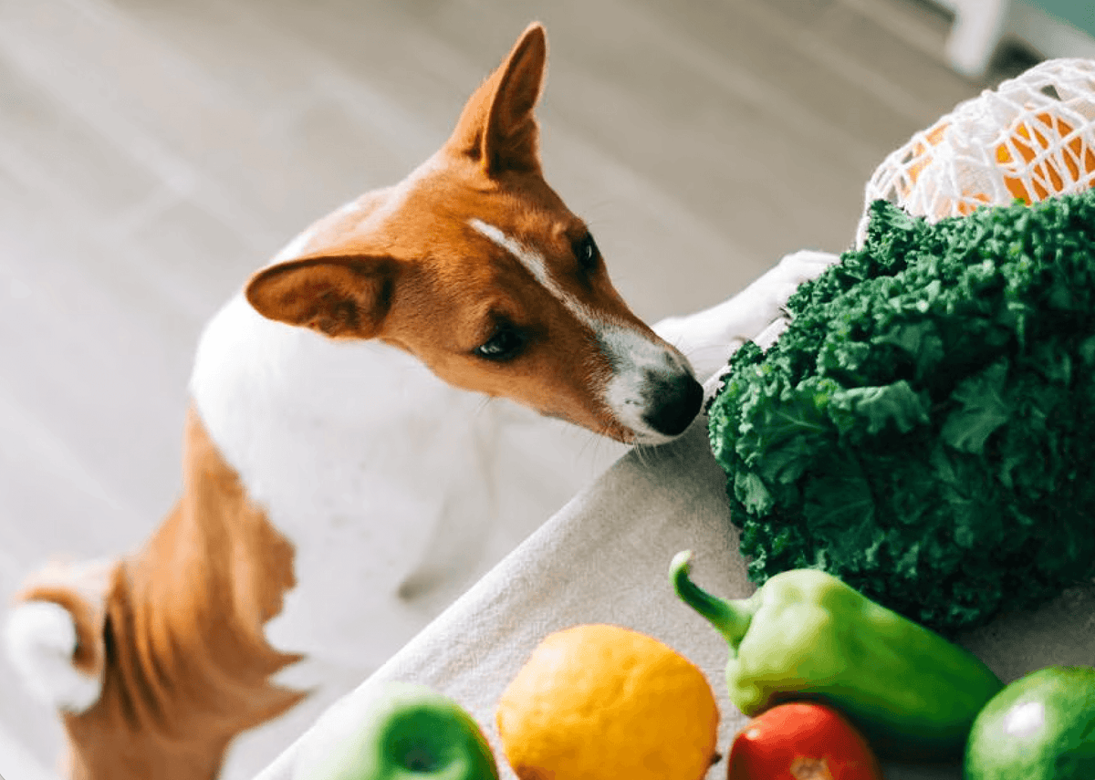 A curious dog with a white and brown coat sniffs a table full of fresh vegetables, including kale, peppers, and apples, creating a playful atmosphere.