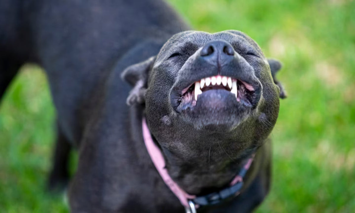 A black dog, wearing a pink collar, appears to be smiling with closed eyes and bared teeth, standing on green grass, conveying a joyful mood.