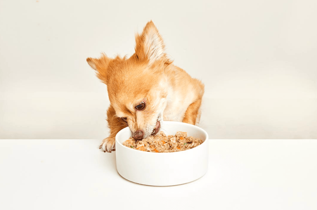 A small brown dog eagerly eats from a white bowl filled with kibble. The background is plain white, emphasizing the dog's content and focused demeanor.