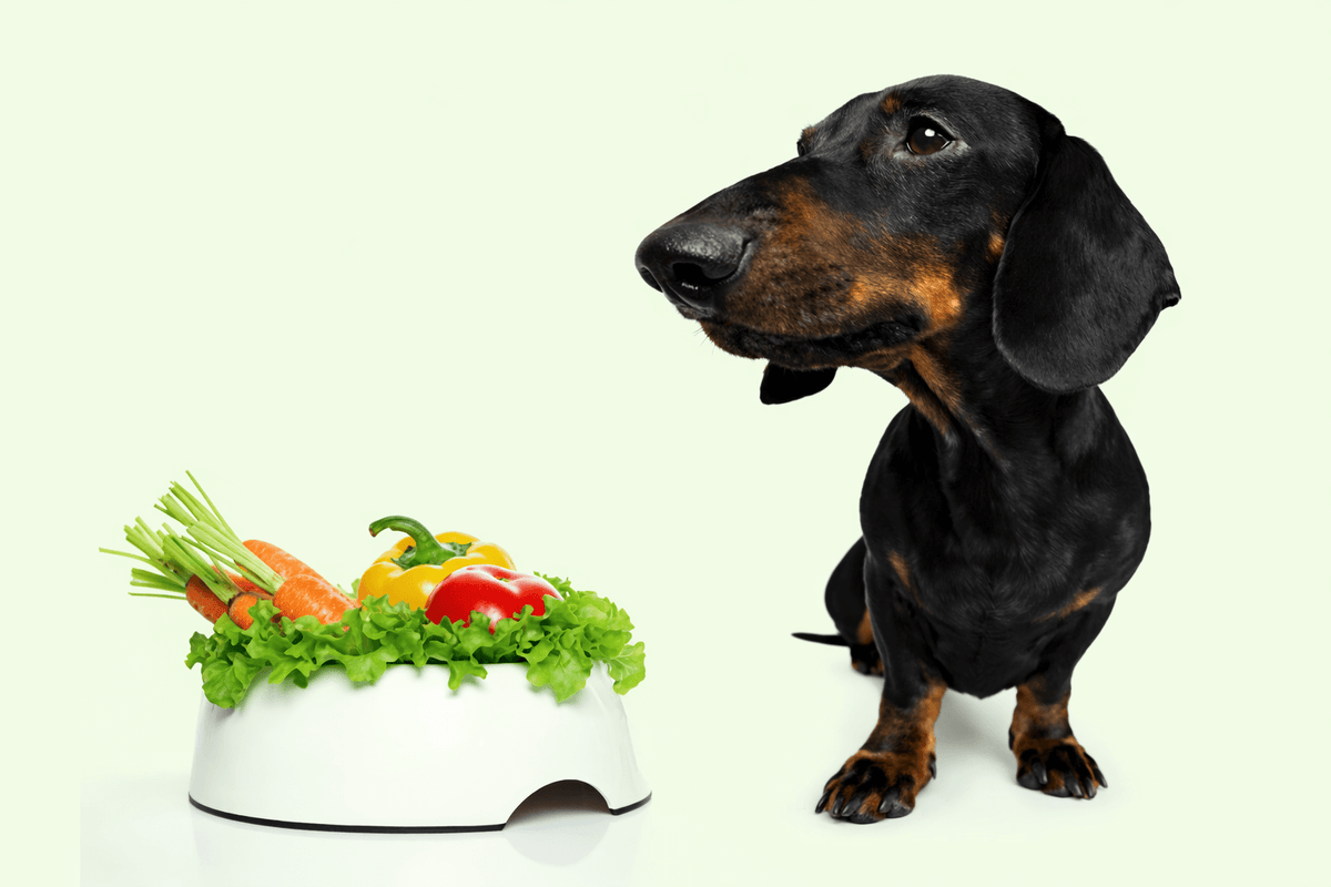 A dachshund dog sits curiously beside a white bowl filled with fresh vegetables, including carrots and lettuce, on a light green background.