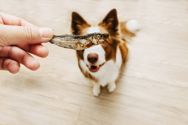 Top 10 Natural Sources of Omega-3s for Dogs