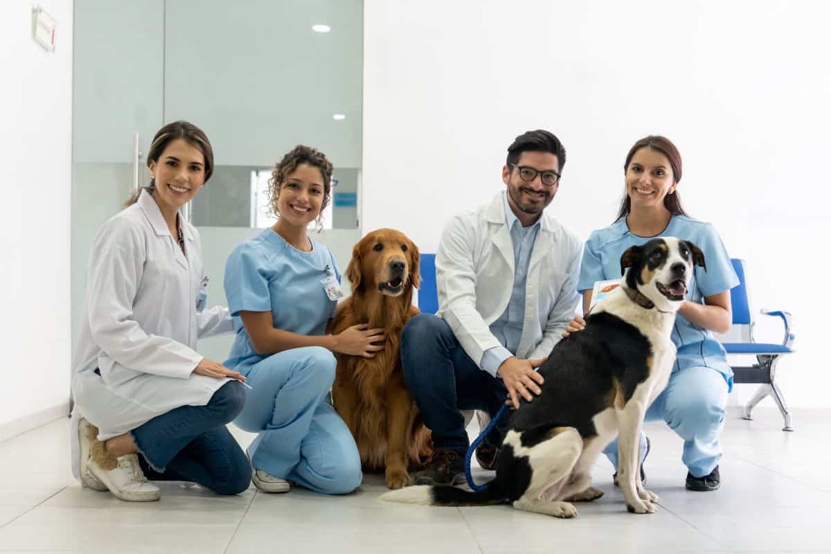 Best Veterinary Clinics in Richmond Hill