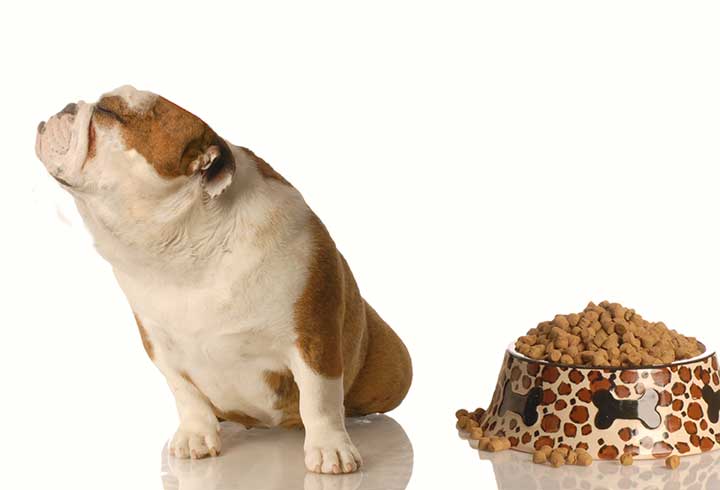 Bulldog sitting and turning away, ignoring a bowl of dry food with a bone pattern. The dog appears disinterested, creating a humorous scene.
