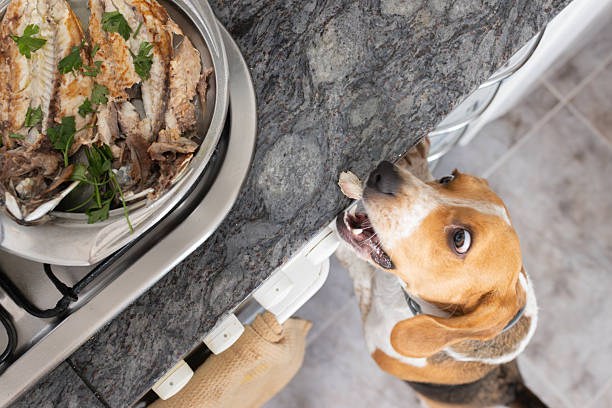 A beagle standing on its hind legs, peeking over a kitchen counter toward a pan of cooked fish and herbs, appearing eager to reach the food.