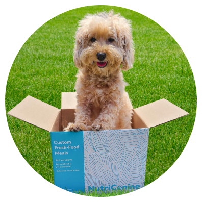 Dog with Nutricanine.ca food box