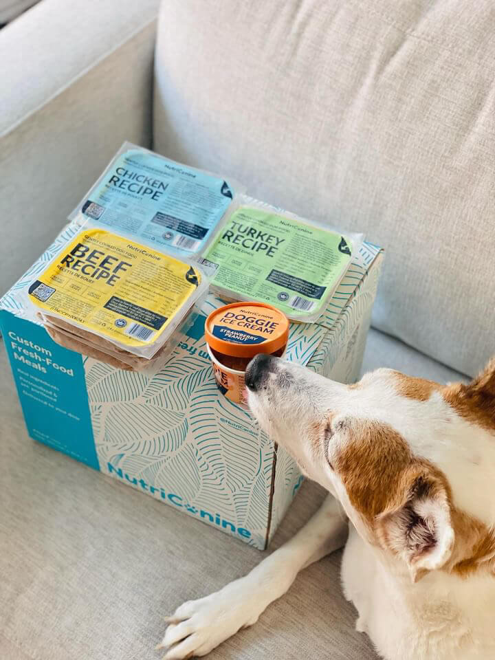 Cute dog behind kitchen table