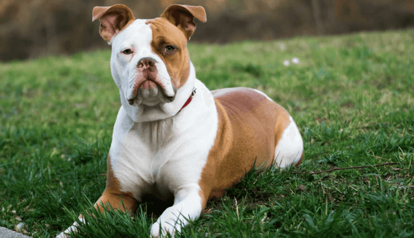 American Bulldog