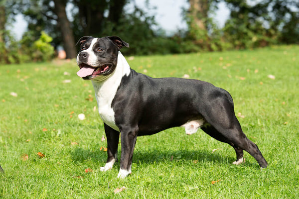 American Staffordshire Terrier