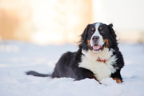 Bernese Mountain Dog