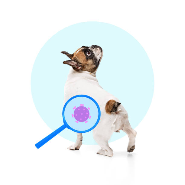 A small dog looks over its shoulder, with a blue magnifying glass highlighting its back. Inside the glass is a pink probiotic bacteria icon, on a pale blue background.