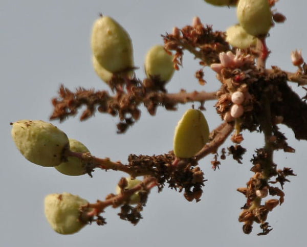 Boswellia serrata