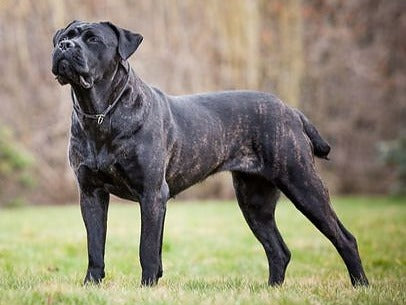 Cane Corso