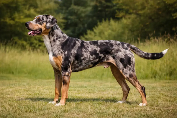 Catahoula Leopard Dog