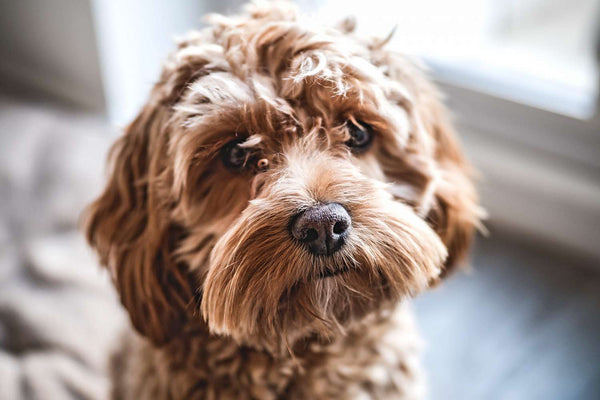 Cockapoo