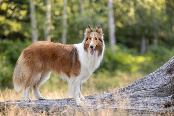 Collie (Rough Coat)