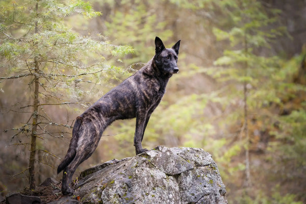 Dutch Shepherd