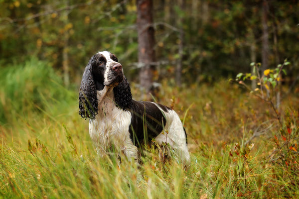 English Springer Spaniel