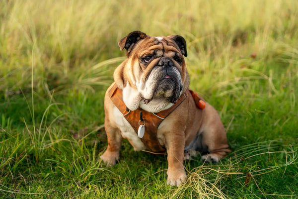 English Bulldog