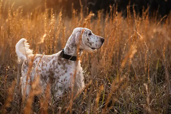 English Setter