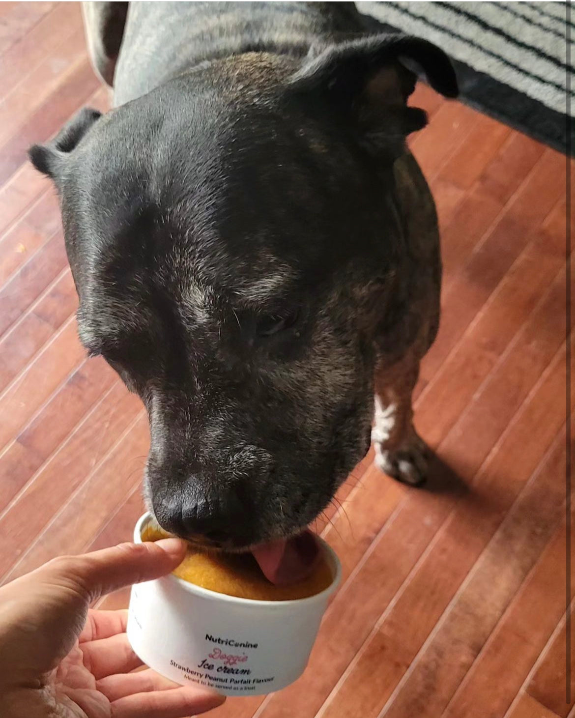 Doggie Ice Cream