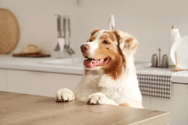  Happy Australian Shepherd dog resting its paws on a kitchen counter, looking alert and content