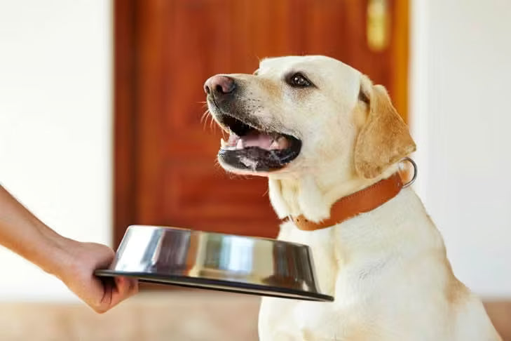 Happy healthy dog eating from stainless steel bowl natural light