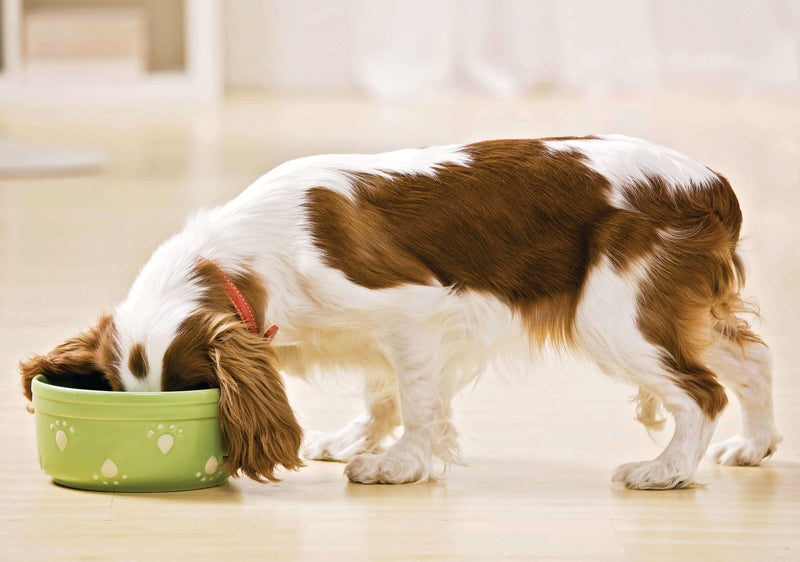 A small dog with brown and white fur eagerly eating from a green bowl with paw prints, standing on a light-colored floor, conveying contentment.
