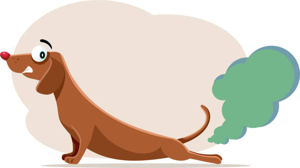 Cartoon of a brown dachshund stretching with a mischievous grin. A green cloud behind it humorously suggests the dog is farting.