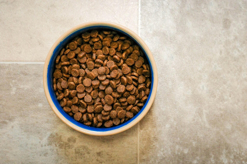 A ceramic bowl of dry dog food on a textured tile floor. The kibble is small, round, and brown, filling the blue-lined bowl completely.