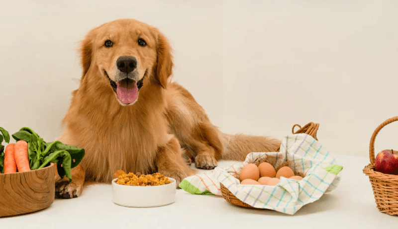 A golden retriever sits happily among fresh ingredients: carrots and spinach in a bowl, eggs in a basket, and an apple nearby. The scene conveys health and contentment.
