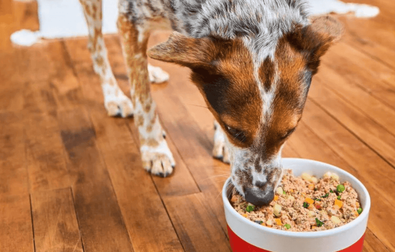 A speckled dog eagerly eats from a red and white bowl filled with kibble and vegetables on a wooden floor, conveying contentment and focus.