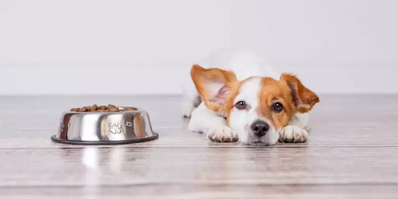 A small puppy with floppy ears lies on a wooden floor next to a full bowl of dog food. The puppy looks towards the camera with a curious expression.