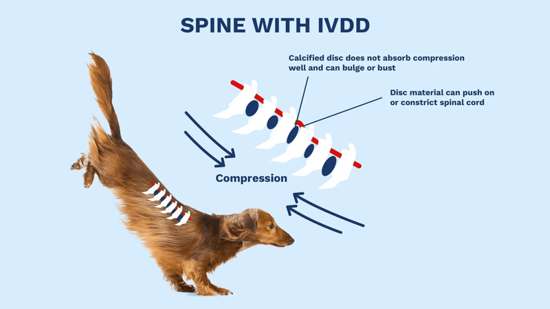 Illustration of a dachshund with Intervertebral Disc Disease (IVDD). Arrows indicate spinal compression, affecting discs along its back.