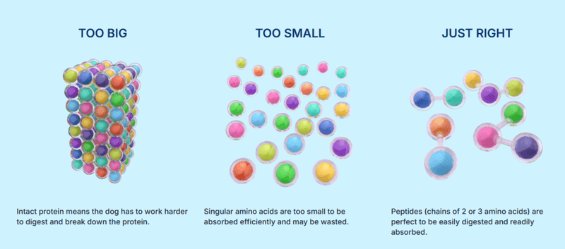 Infographic illustrating protein digestion in dogs: intact proteins labeled "too big," singular amino acids labeled "too small," and short peptide chains labeled "just right" for efficient absorption