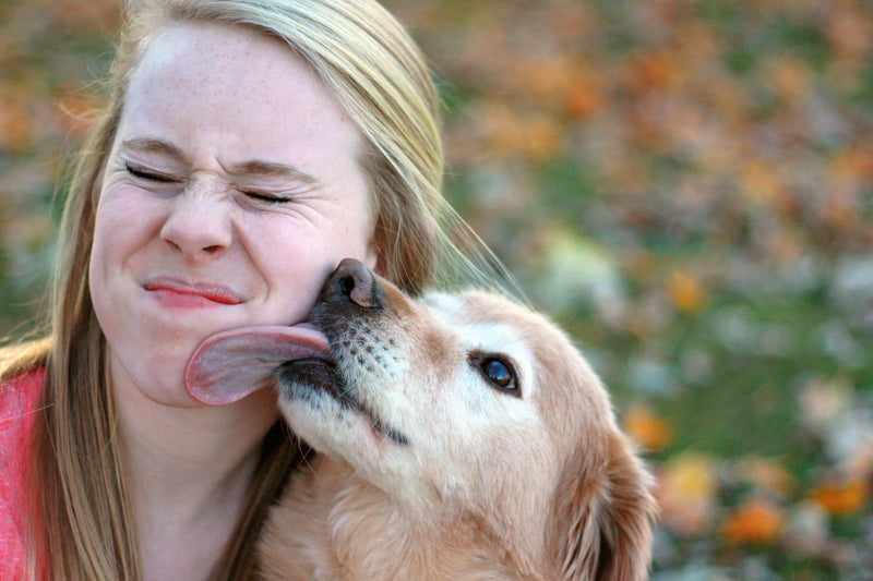A golden retriever dog licks a young woman's face playfully. She squints and smiles, creating a joyful and humorous moment. Blurred autumn leaves in the background.