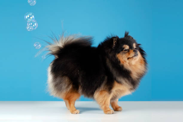 Fluffy Pomeranian stands on a white surface against a blue background, playfully watching bubbles float by. The scene conveys a whimsical, joyful tone.