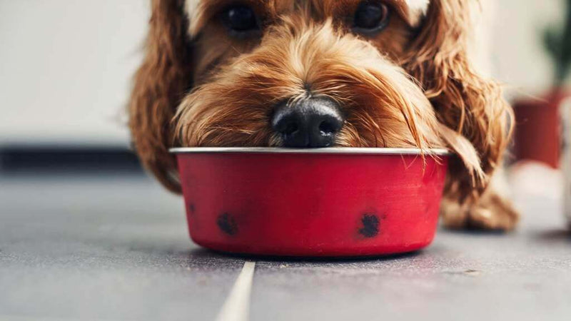 A small, curly-haired dog rests its chin on a red food bowl, looking upward. The scene conveys anticipation and longing on a tiled floor.
