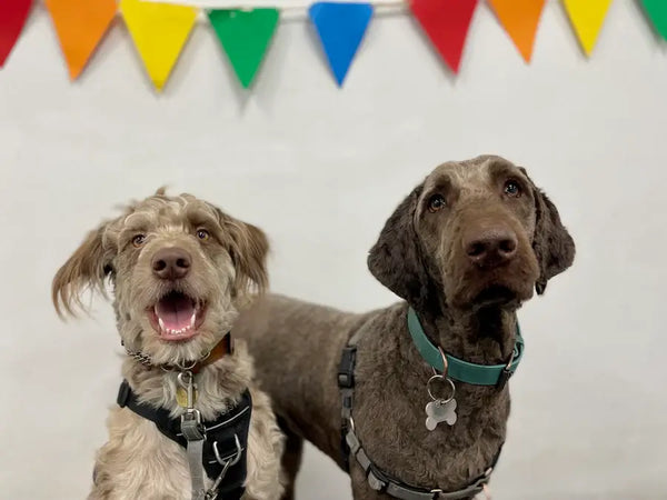 Two dogs sitting together under colorful bunting. The dog on the left is fluffy and smiling, while the dog on the right has smooth, curly fur.