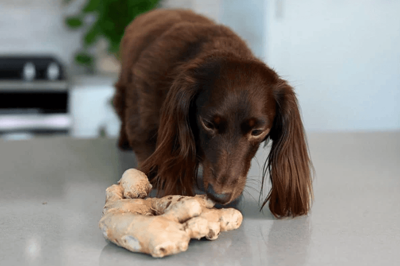 A brown dachshund sniffs a ginger root on a gray countertop. The dog looks curious, and there are green plants blurred in the background.
