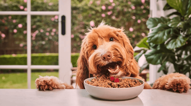 A fluffy dog eagerly eats from a bowl of kibble topped with a raspberry. The background shows a bright garden, creating a cheerful and lively scene.